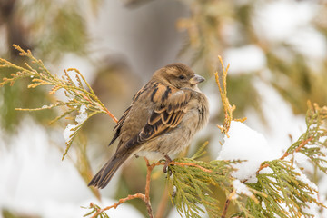Sparrow on a branch arborvitae in the winter. Snow