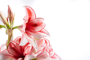 Obraz na płótnie Canvas Hippeastrum Amaryllis Charisma, Dutch hybride, white-pink flower