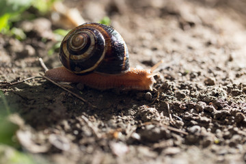 snail on the ground in nature