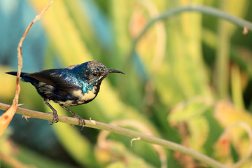 Purple Sunbird Wildlife on Aloe Vera Plant