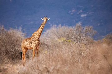 Safari in Kenya, a giraffe is watching in the savannah