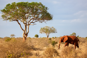Naklejka na ściany i meble One elephant walking in the savannah, on safari in Kenya