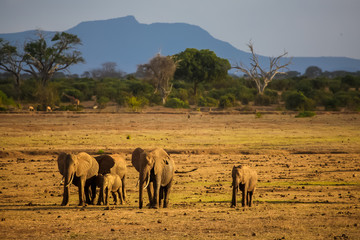 Elephants are walking in the savannah of Kenya