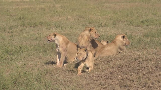 CLOSE UP: Adorable safari lion family relaxing on savannah grassland plains