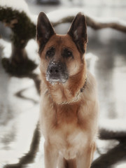 Deutscher Schäferhund im Winterparadies