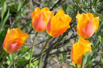 Flowers orange tulips