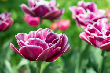 Flowers pink tulips in the garden