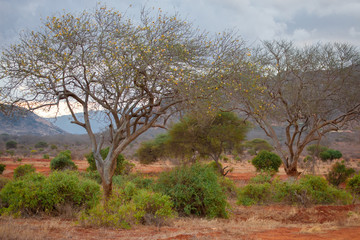 Scenery of Afrika, on safari in the savannah in Kenya