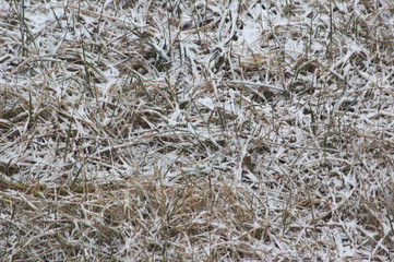 枯草と雪　背景素材