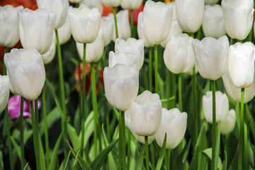 Bunch of white beatiful tulips in the garden