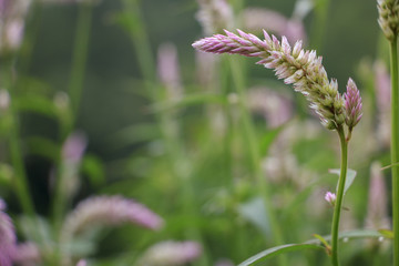 beautiful wool flower : cockscomb or chainesewoolflower (selective focus)
