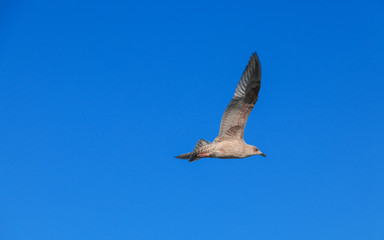 A Bird in the Sky