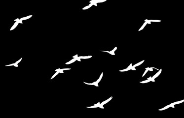 silhouette of a flock of birds on a black background