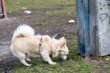 schnüffelnder Hund