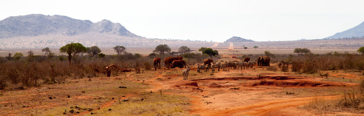 Elephants and zebras in the savannah in Kenya - obrazy, fototapety, plakaty