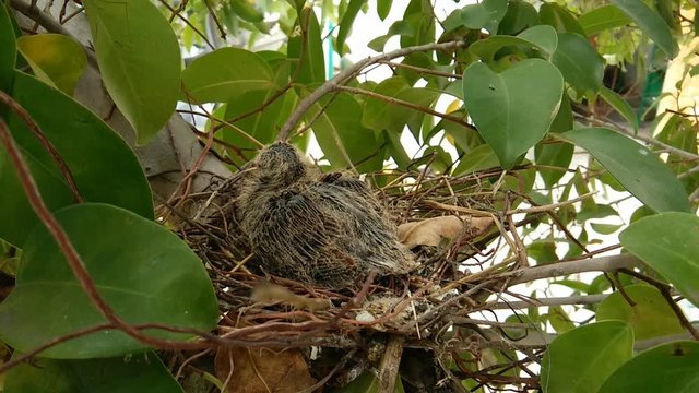 Dove in the nest on tree