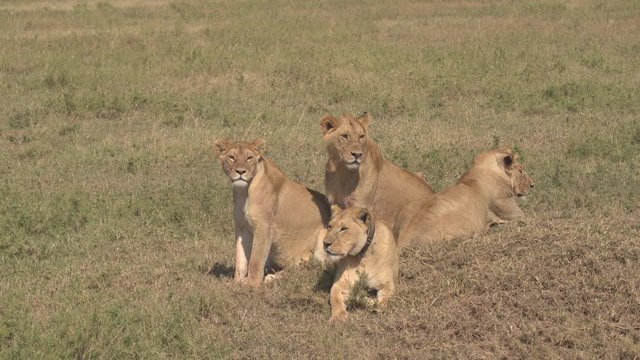 CLOSE UP: Dangerous safari lion herd relaxing on savannah grassland plains
