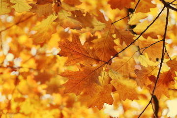 Naklejka na ściany i meble Beautiful autumn branch