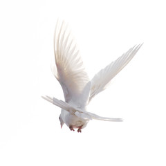 A free flying white dove isolated on a white background