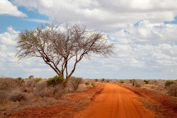 Big tree in the savannah of Kenya, red soil, way through landscape
