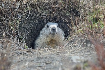 Fototapeta premium Marmotta del Moncenisio