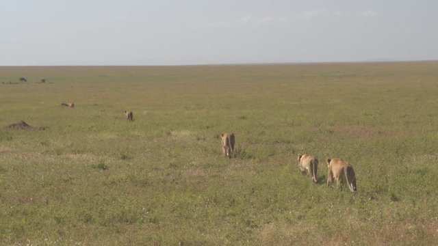 CLOSE UP: Lionesses in herd walking in line through infinite savannah grassland