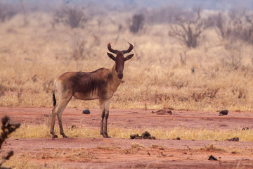 Antelope is standing and watching, on safari in Kenya