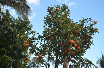 orangde tree in the garden