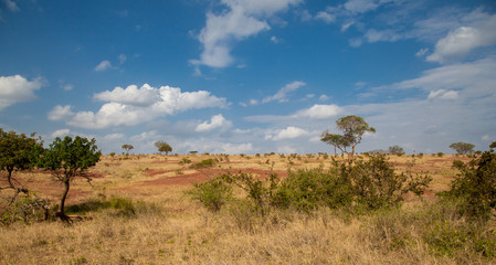 Fototapeta na wymiar Landscape in Kenya, grassland with some trees and blue sky with clouds