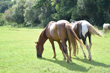 Beautiful horses on a farm