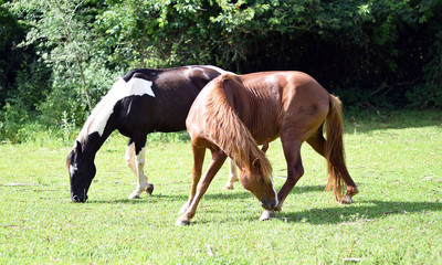 Beautiful horses on a farm