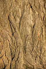 Obraz premium Tree bark texture. Wood background