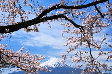 富士山と桜