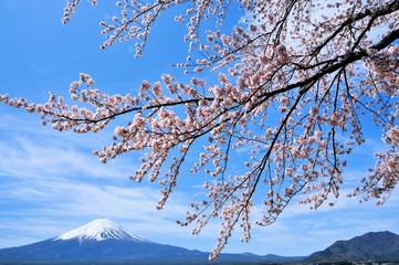 富士山と桜