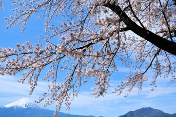 Fototapeta na wymiar 富士山と桜