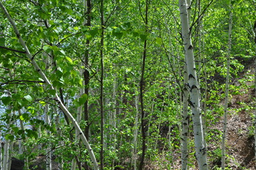 birch forest