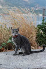 Crete. Cat near the sea. Vacation photo.