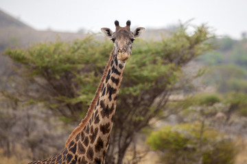 Head of a giraffe, watching you, Kenya