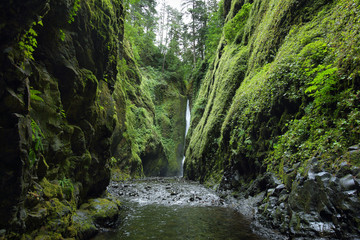 Fototapeta premium Lower falls in Oneonta Gorge. Columbia River Gorge