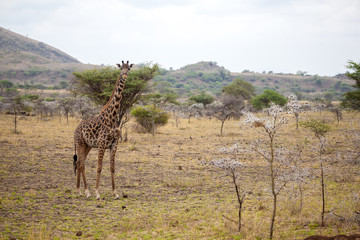 Obraz premium Giraffe is standing, Kenya on safari
