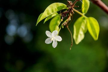 Beautiful flowers Mok in  morning light