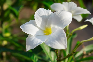 The plumeria on tree