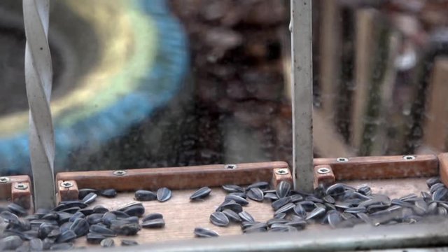 Titmouse near  window.Tit at the trough.Feeding the birds.