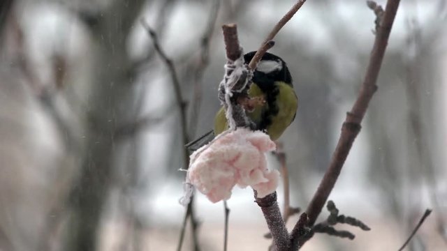 Titmouse eating lard. Titmouse near  window caressing lard. Autumn time.
