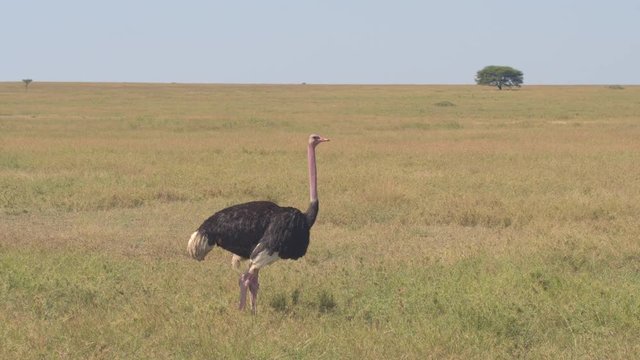 CLOSE UP: Detail of wild African pink-necked ostrich standing on vast veld field