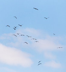 a flock of birds in the sky