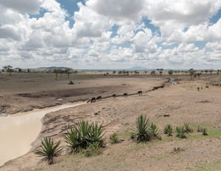 A typical Tanzanian landscape - East Africa