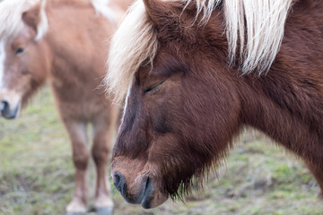 Horse head close up hair ears and eyes
