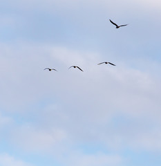 A flock of seagulls flying in the sky