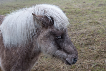 Horse head close up hair ears and eyes